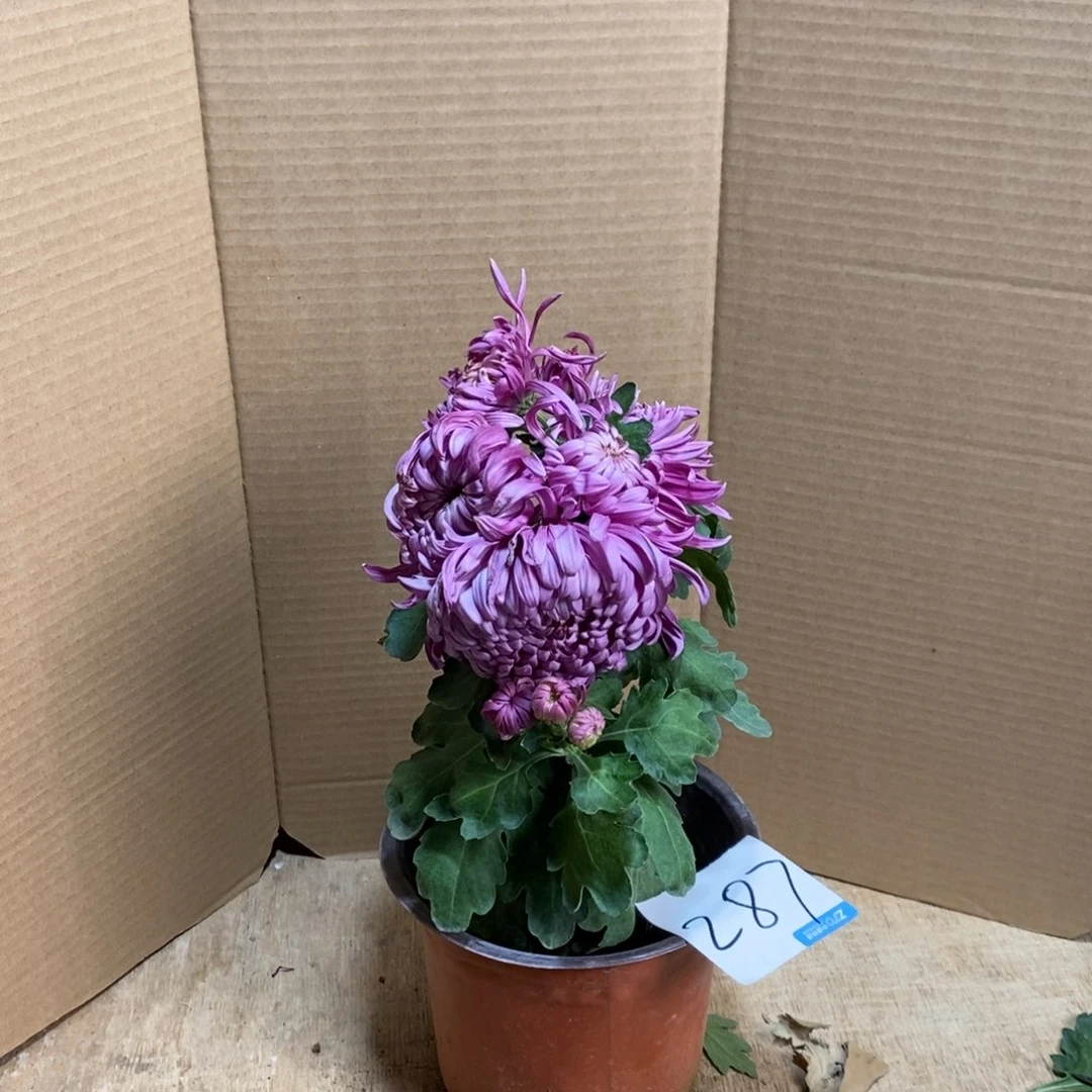 完全开放000000287