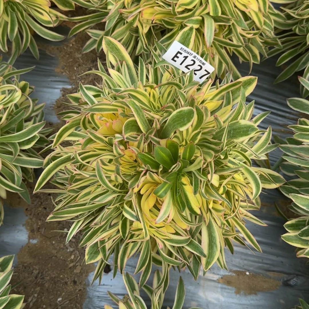 1227夕颜多肉植物