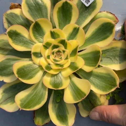 918王妃满25包邮多肉