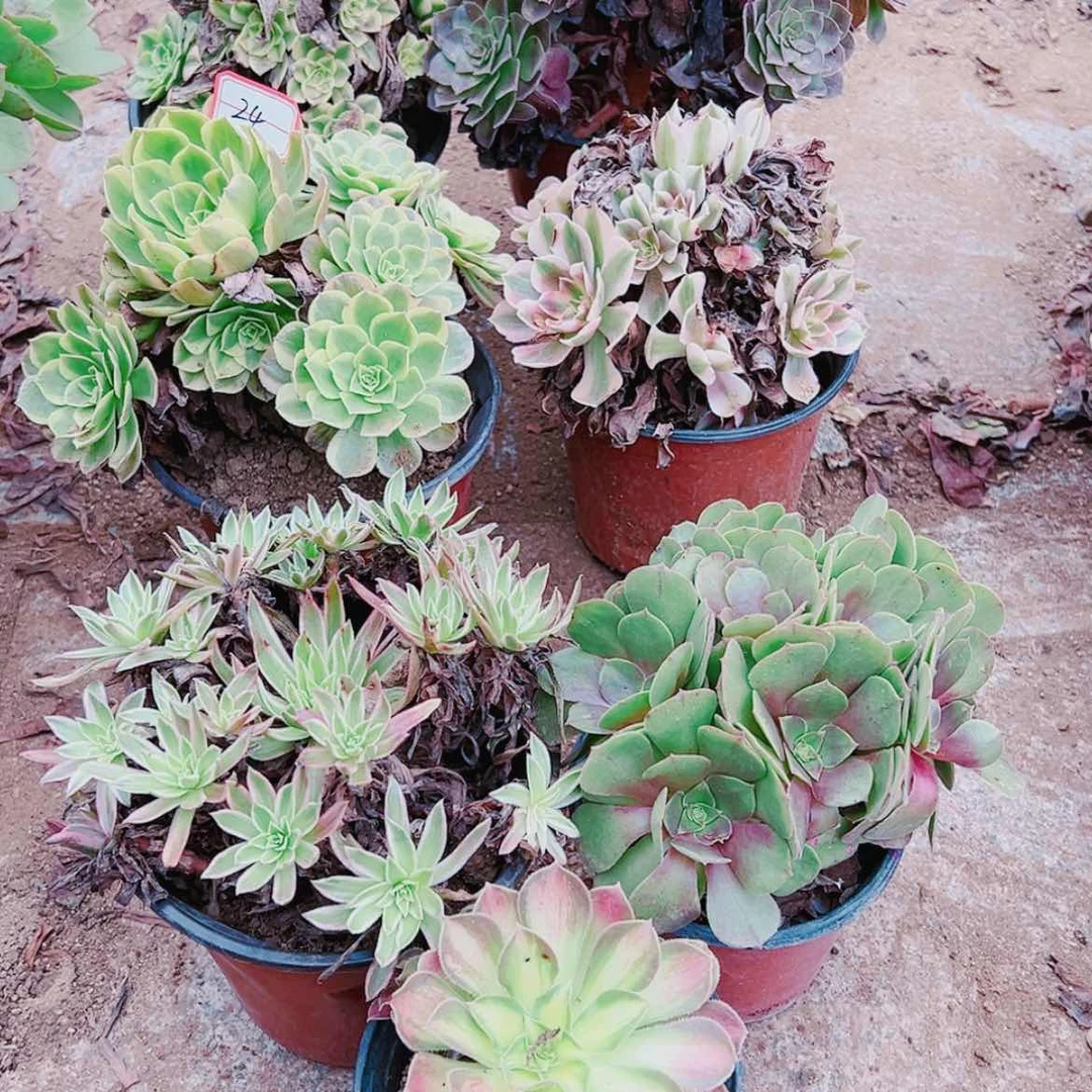 【闪购商品】无花朵炫**添24号套餐7颗多肉植物无售后