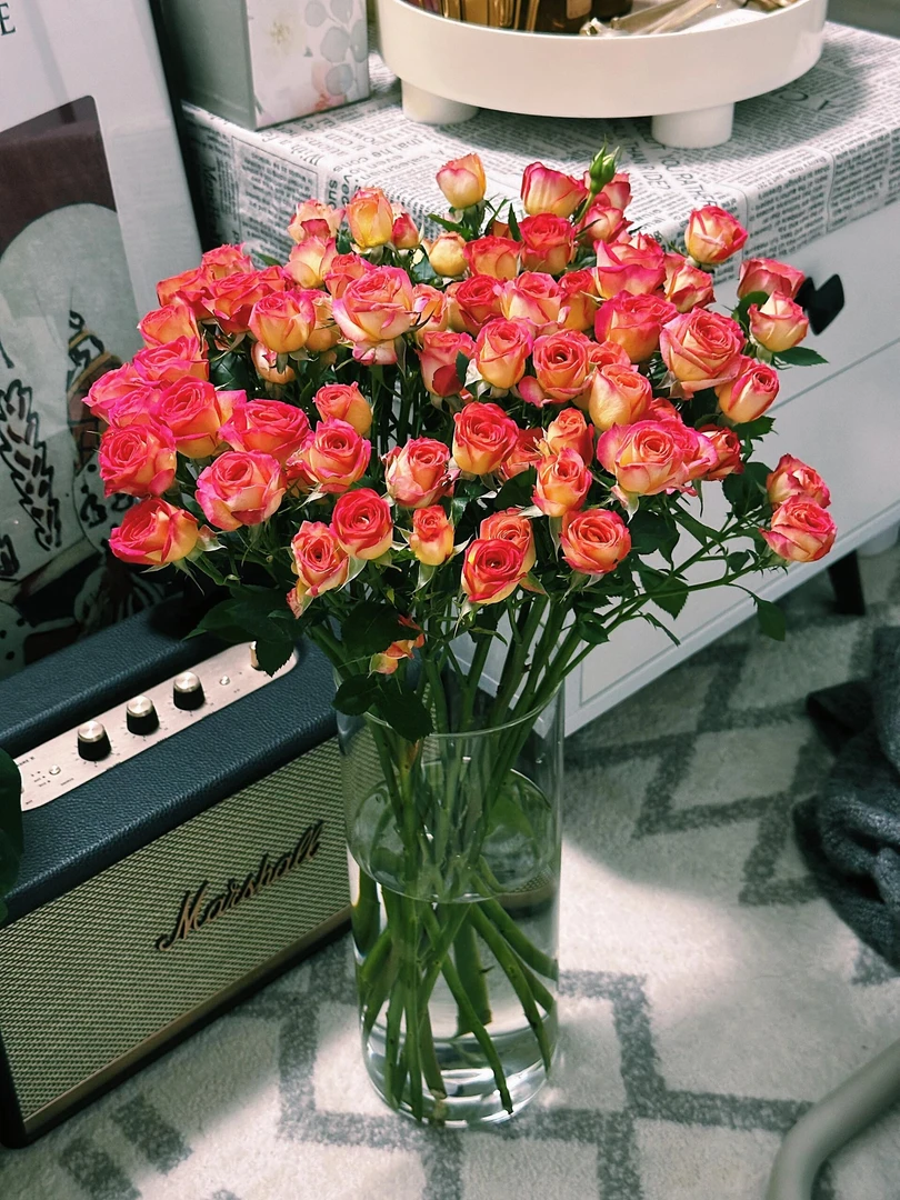 【爱丽丝】多头玫瑰 AIice 红黄相间橘黄色