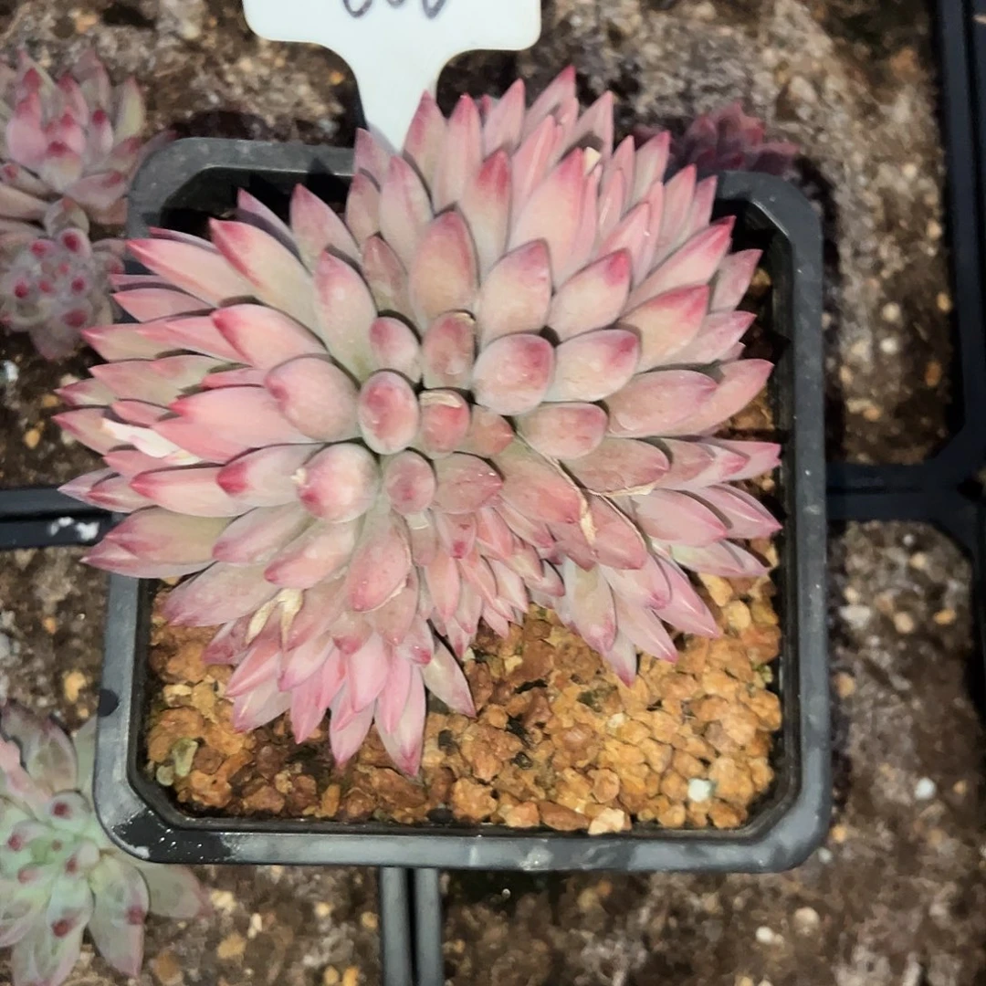 606车厘子。模特。  多肉