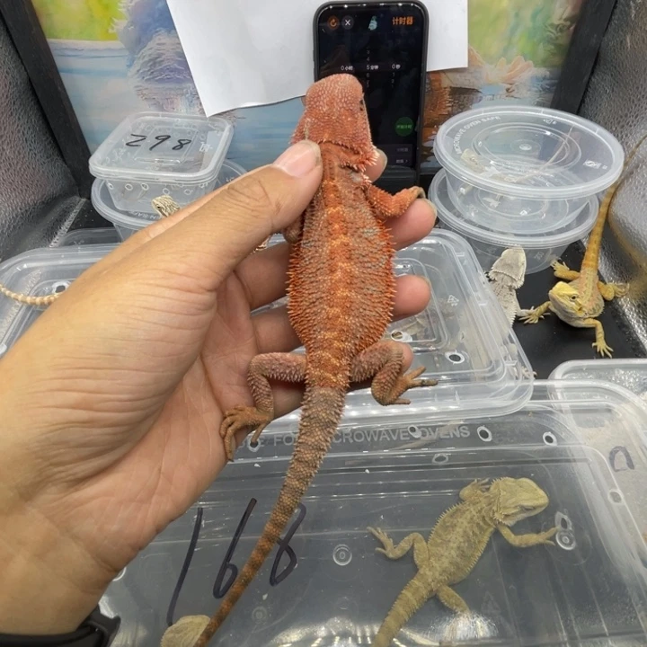 鬃狮蜥鬃狮自己挑