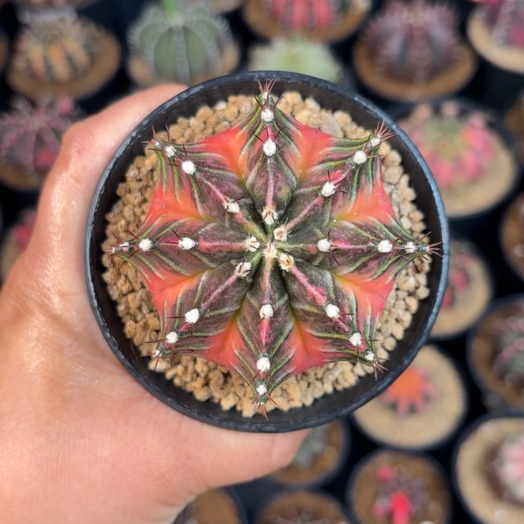 泰系米哈实生仙人球240