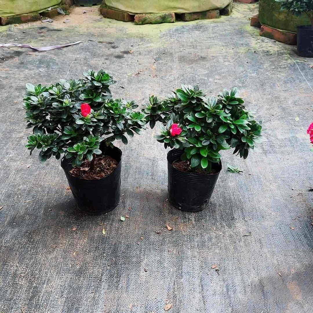 当前无花栽培后可以开花1