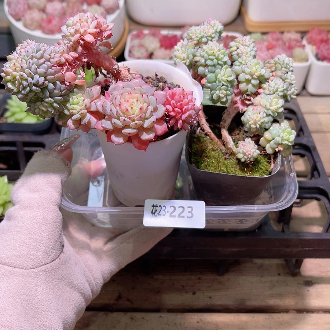 花利美23-223哈尼缀化2颗