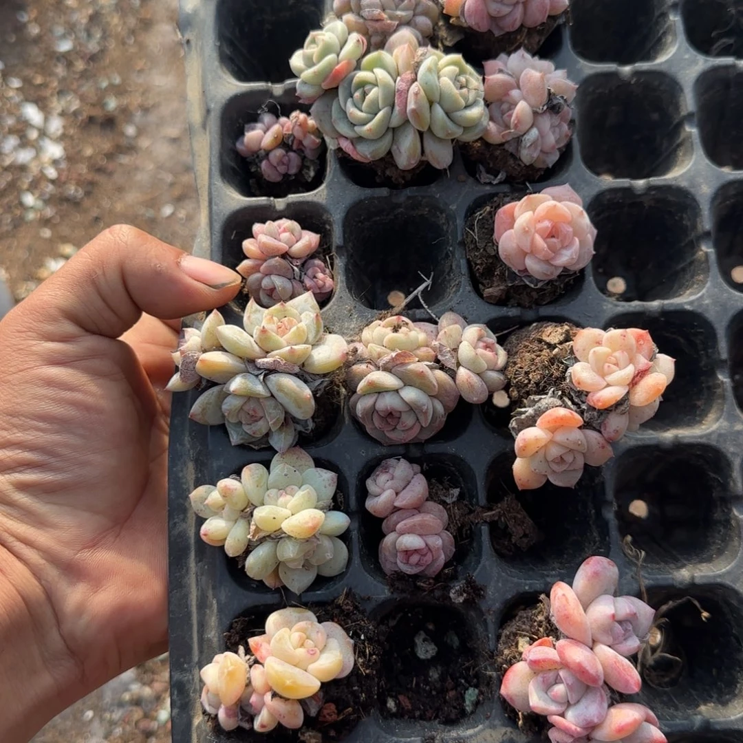 随****多肉小卡拉米糖心一物一拍