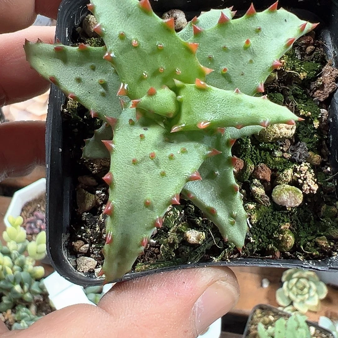 卡萨帝芦荟 一单包邮非偏远