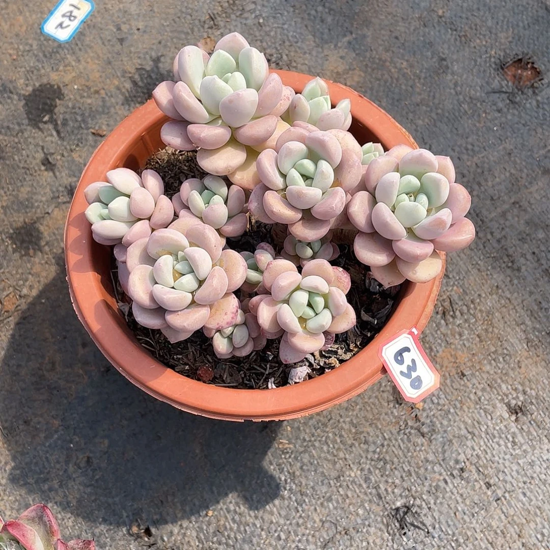 630花瓣鹿 一物一拍多肉