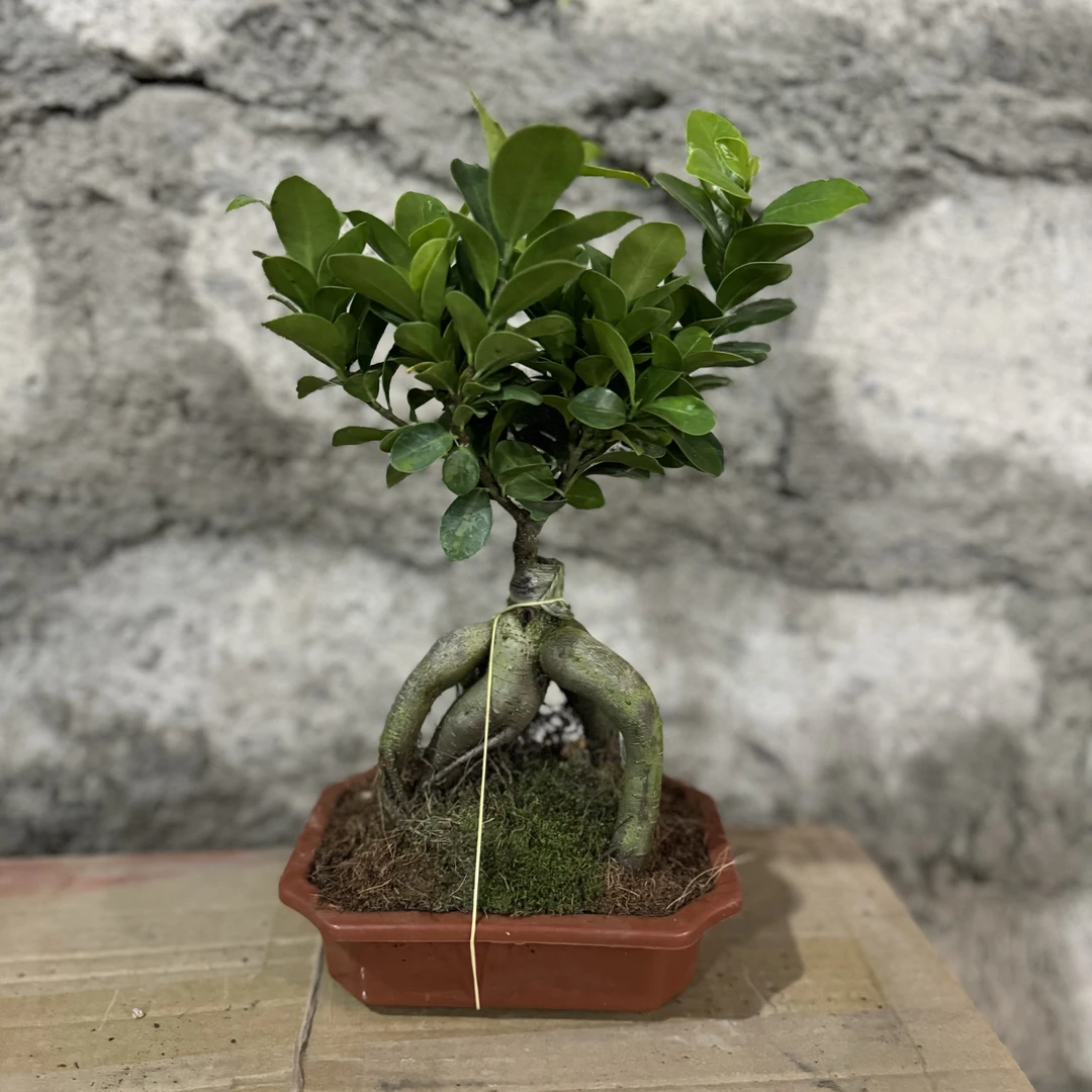 西藏包邮绿植-人参榕