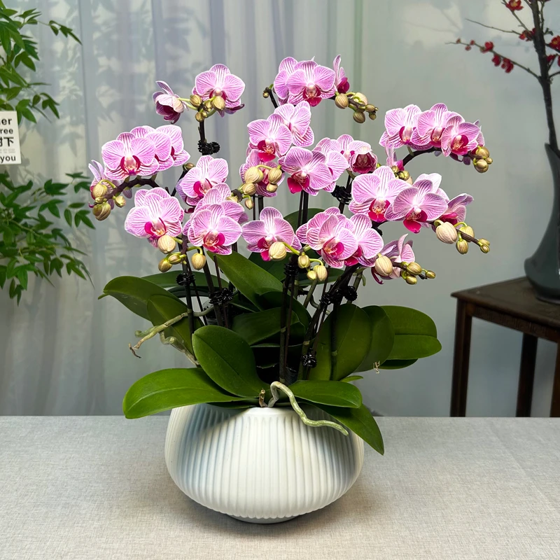 蝴蝶兰春丽小型花紫粉色线条花好养高端绿植花卉