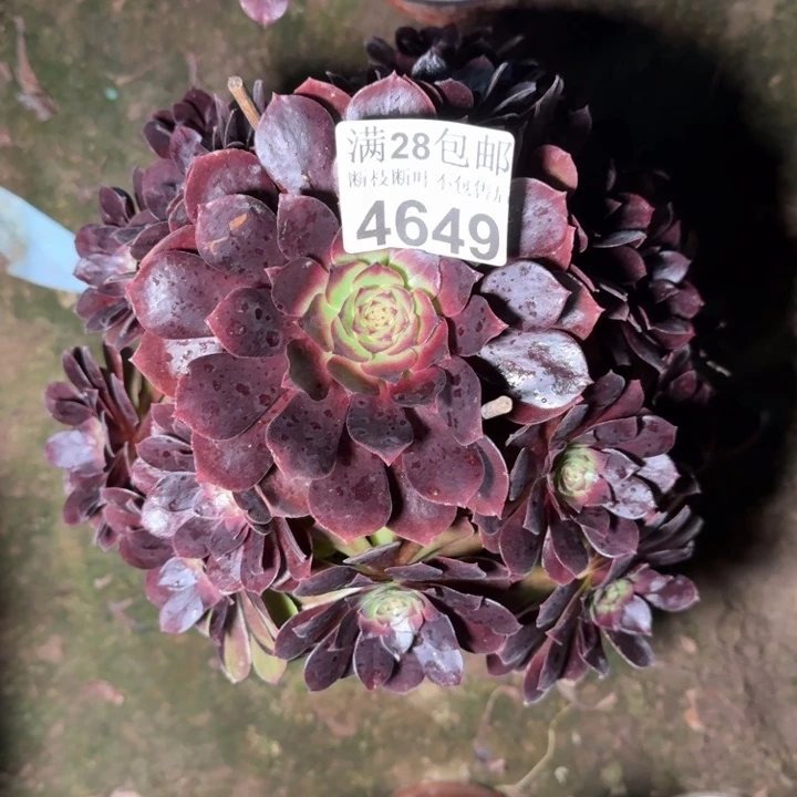 4649美人不包断枝