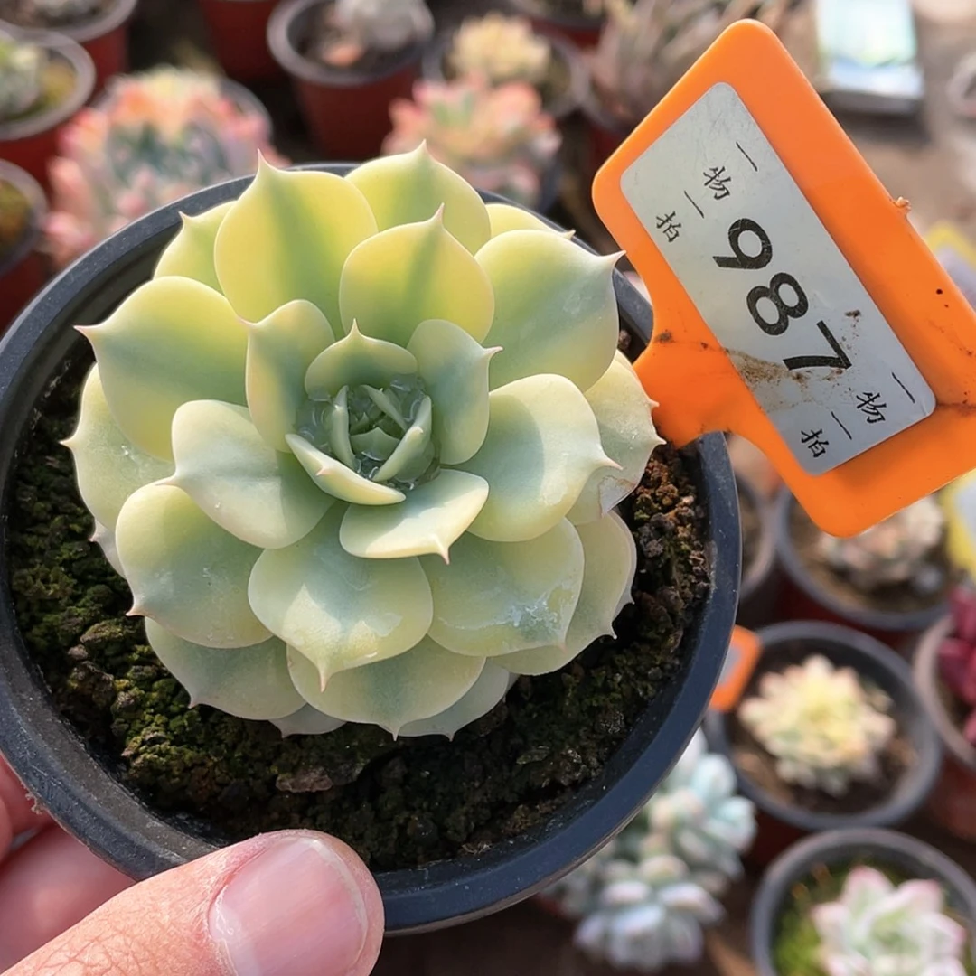 【闪购商品】¼****长987号