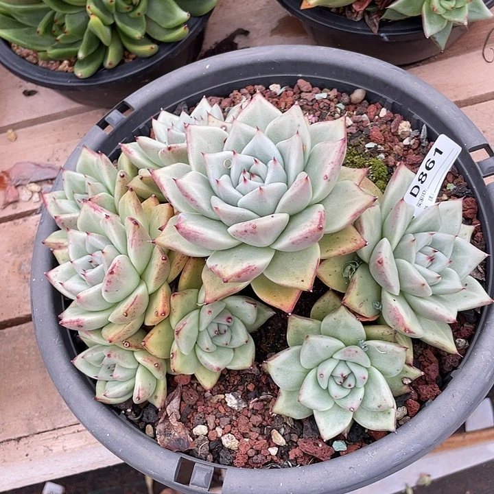 若如东云单拍D861
