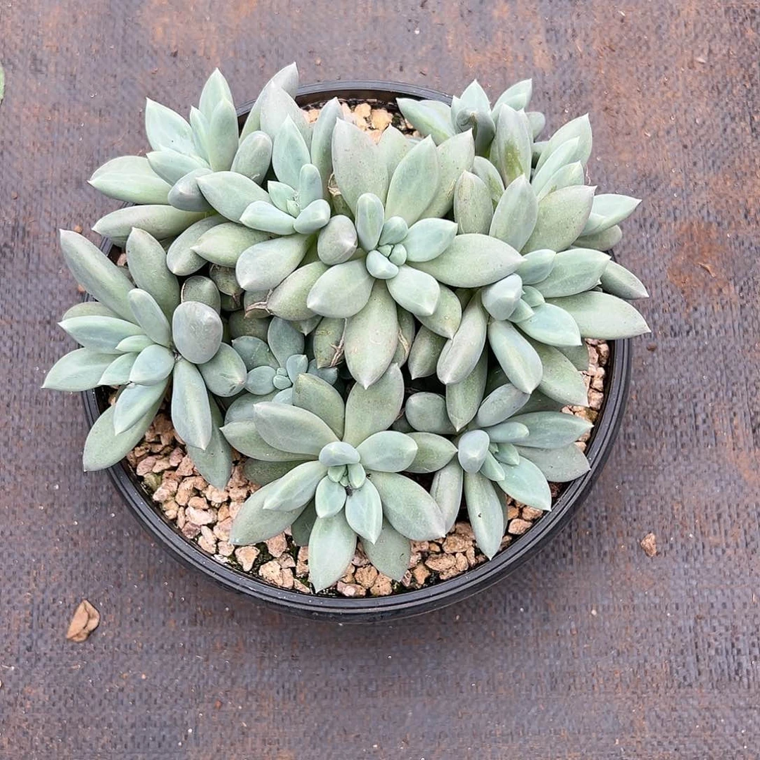 【闪购商品】焦糖体大群