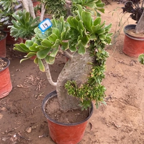 原始绿缀瑕疵一物一拍