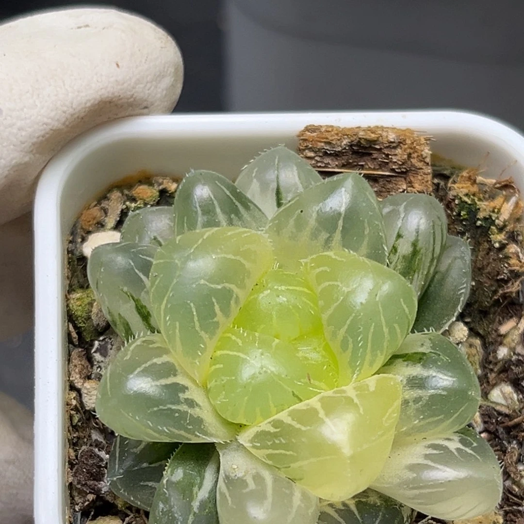 紫*恭喜发财大吉大利166