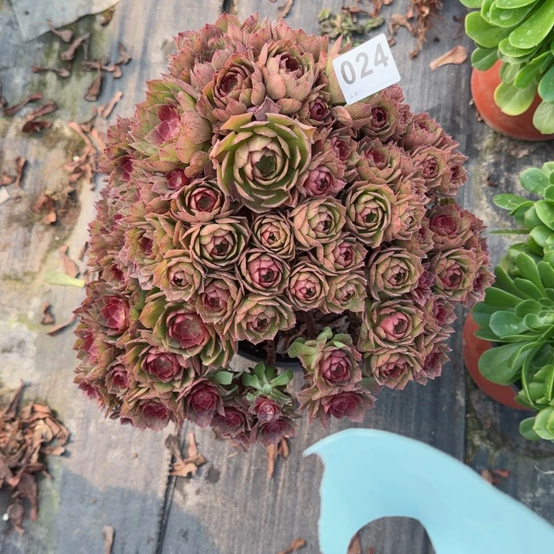 ?****?024多肉植物特价