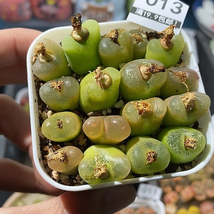 13大舅生石花肉锥多肉