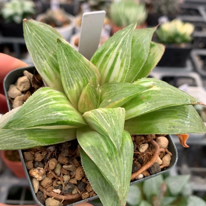 实生芭提雅寿锦，带盆发货