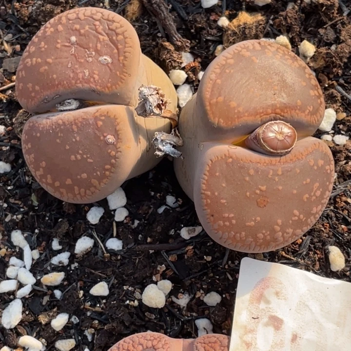 非偏远满20包邮876