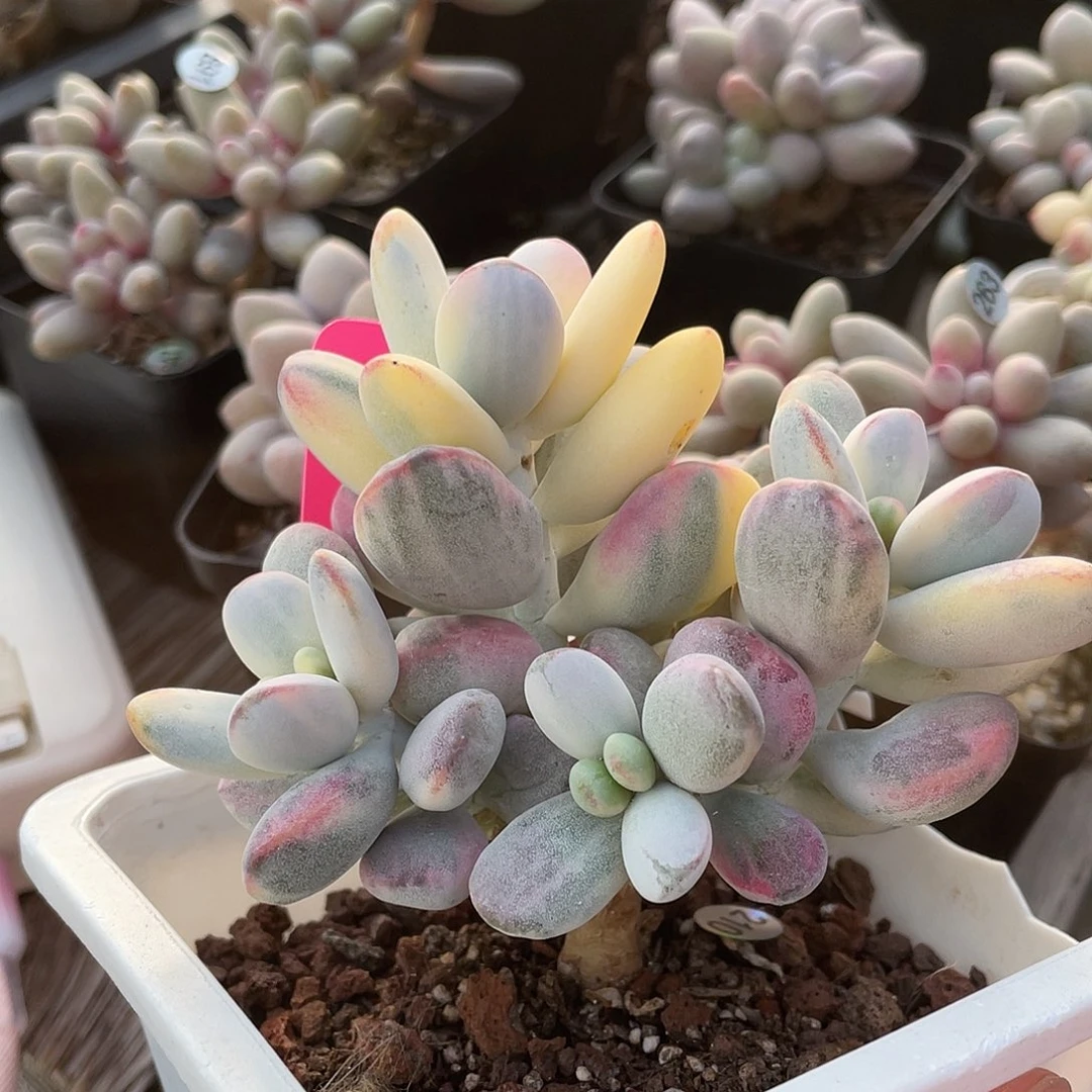 乒乓福娘锦多肉植物