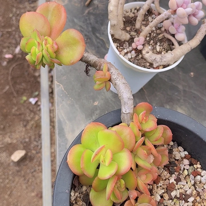 红梅2094多肉植物