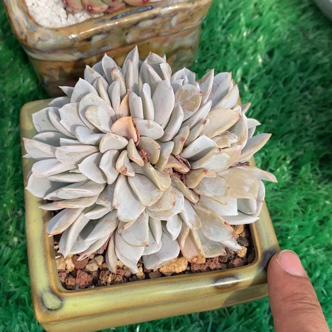 存*罐存钱罐雪特缀多肉植物