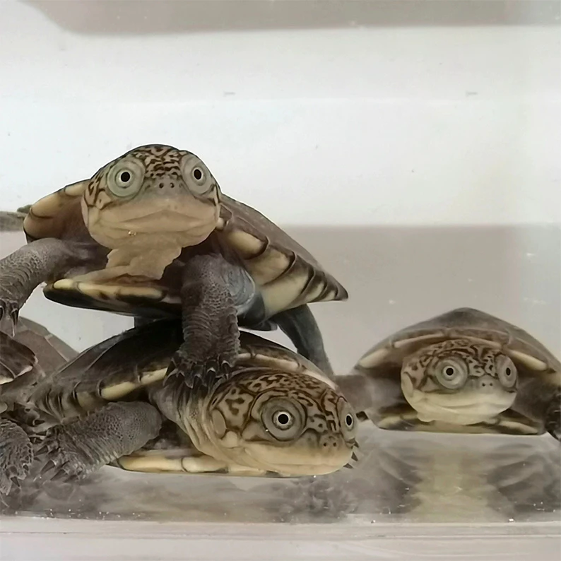 纯种西非侧颈龟西非猪宠物活体网红微笑龟仰泳小乌龟深水笑脸蛋龟