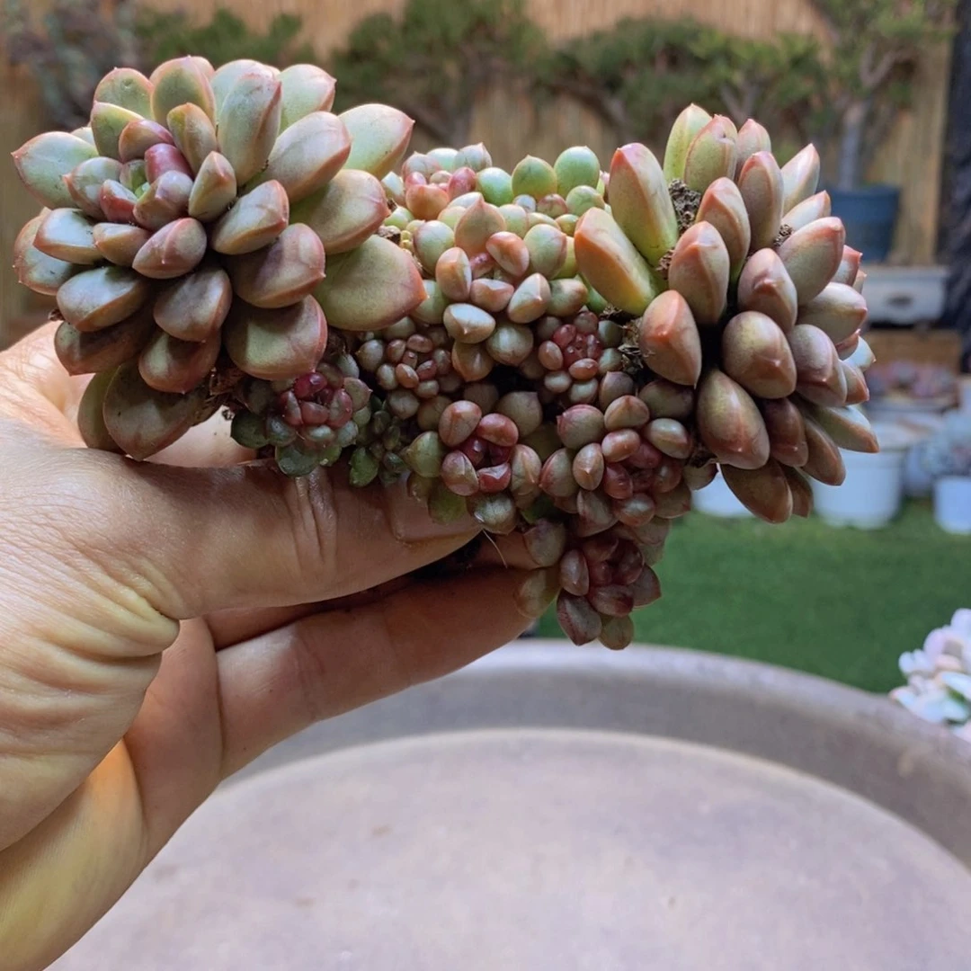 ?****?C176号葡萄老桩