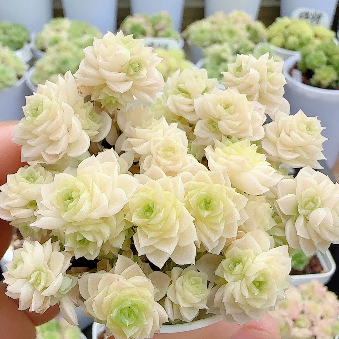 【闪购商品】0625-22（ppt-38）