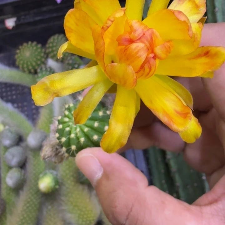 2丽花大乔歪3公分左右无根侧牙，20包邮