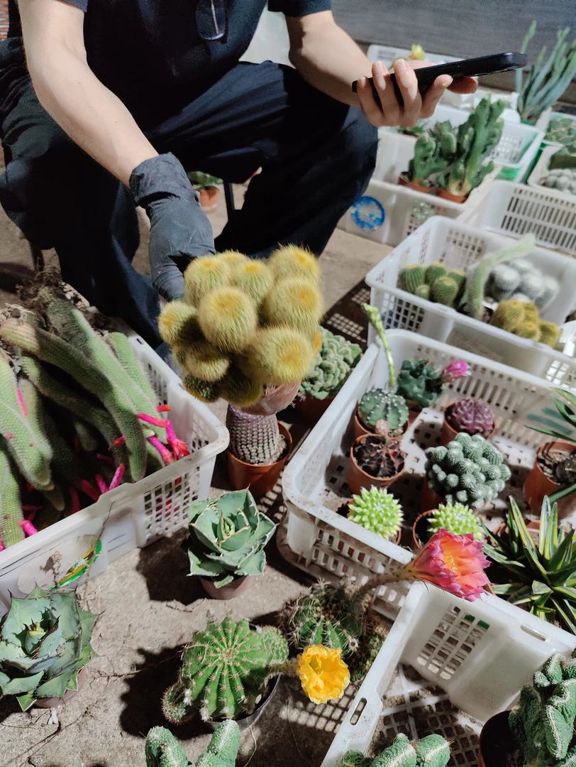 一行园艺【群生金丝猴】大号