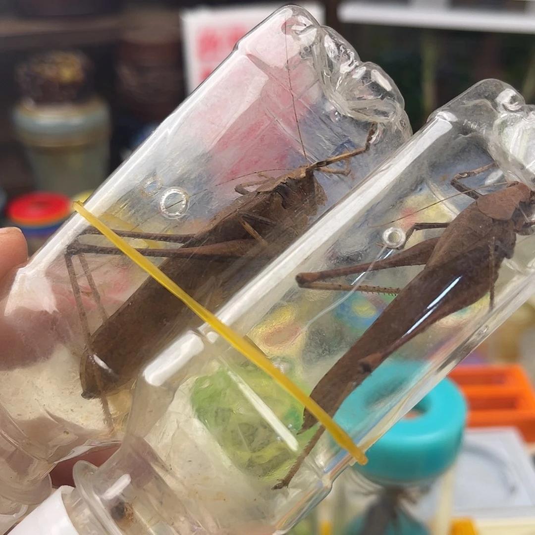 两条微瑕蛙纺拍拍拍拍
