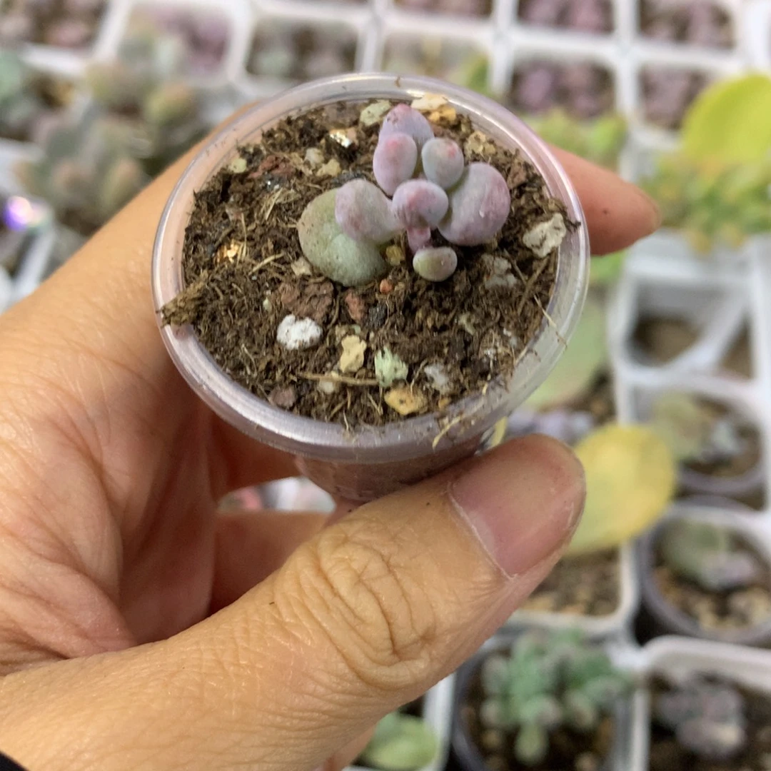 Mini彩虹奶酪多肉