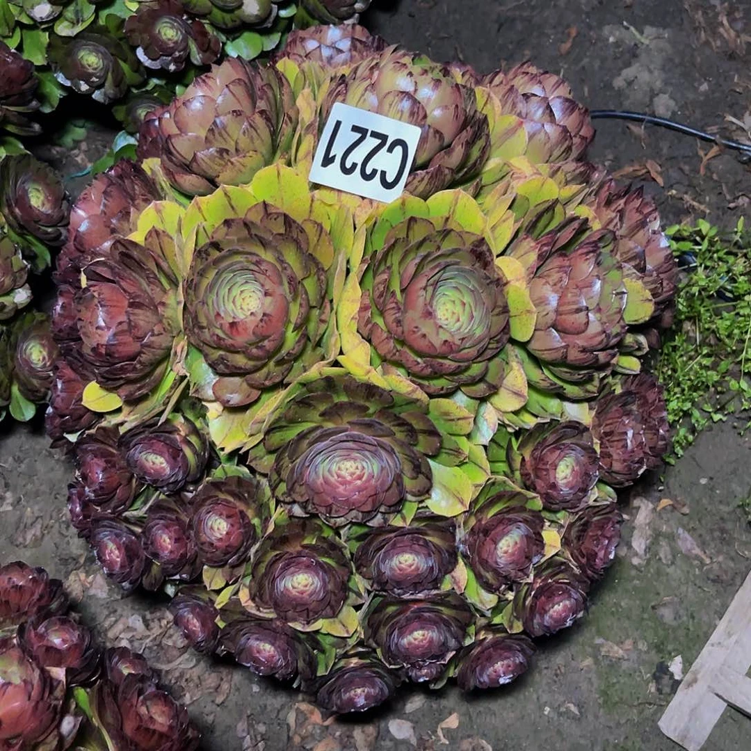 万拉丝14-13包邮法师