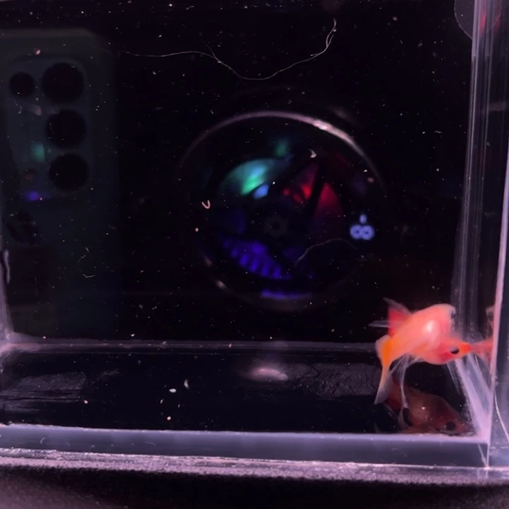 孔雀鱼日落红玻璃猫大C1对