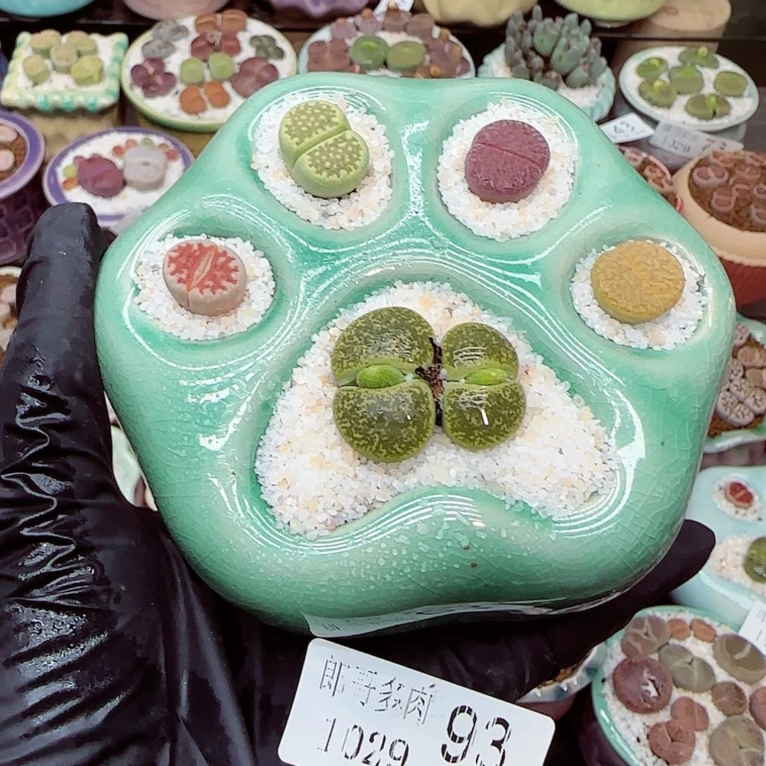 生石花满18包邮1029-93