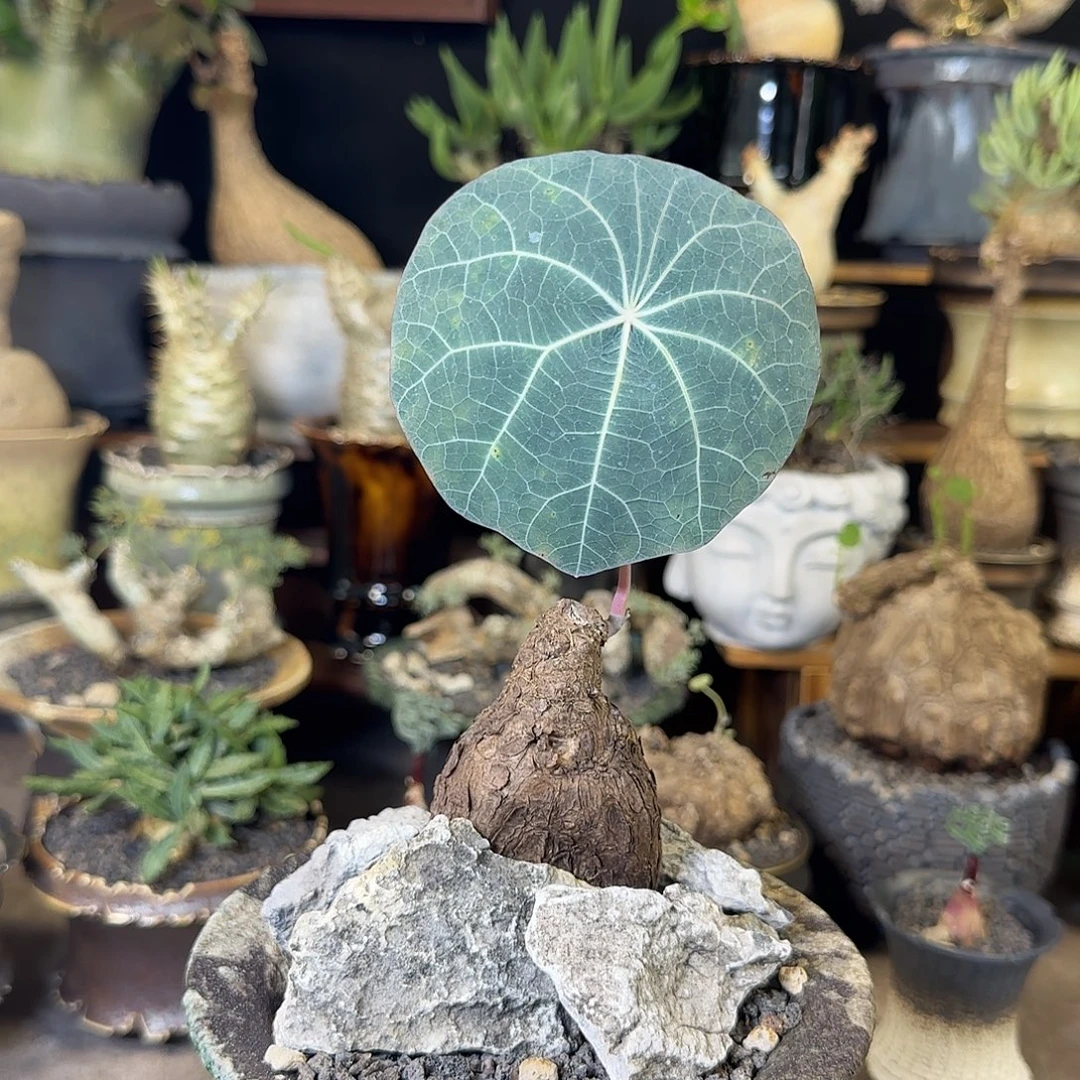 一物一拍老家一叶龟299