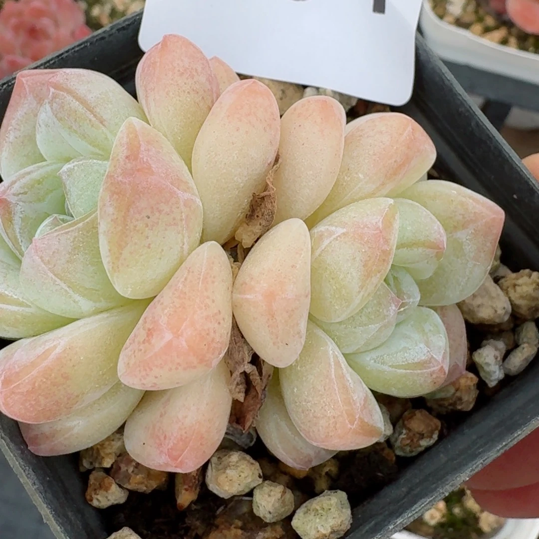 白冰玉        精美多肉植物