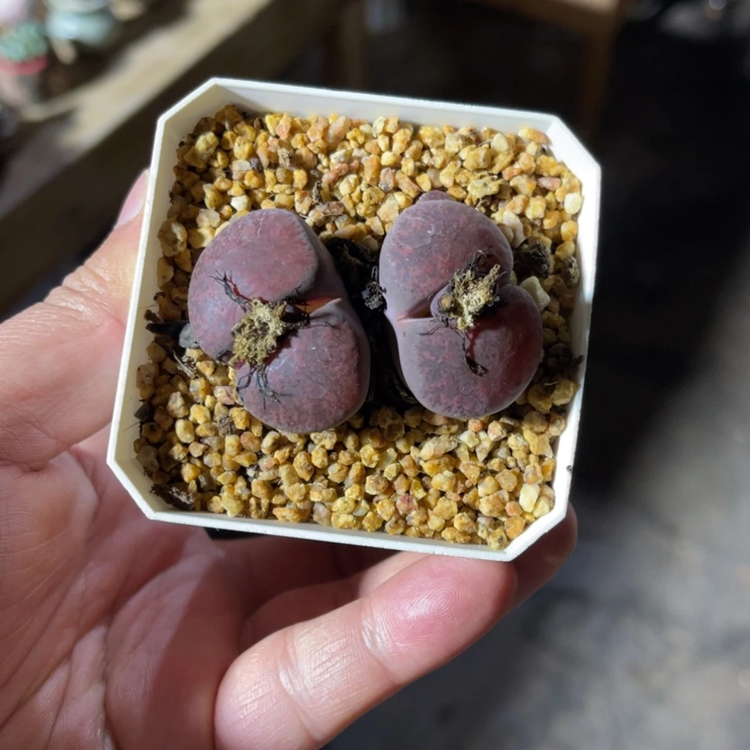 多年母本可带盆土发