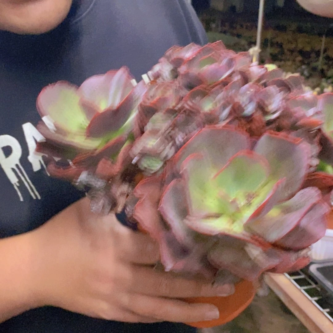 玫瑰秀妍大盆整桩，250杯