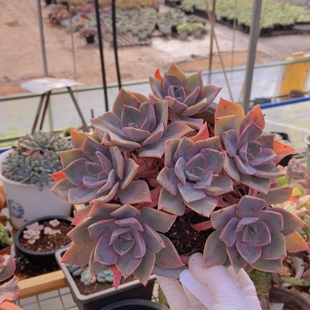 6583中国初恋一物一拍