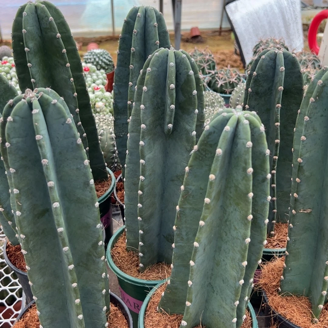 量天尺随机一颗。