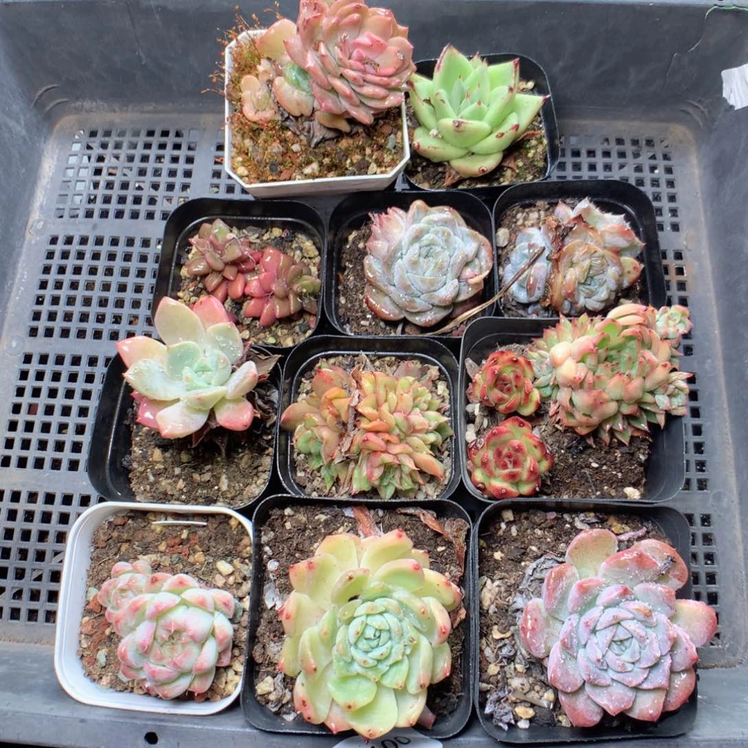 无花朵E100英语英语英语英语英语英语