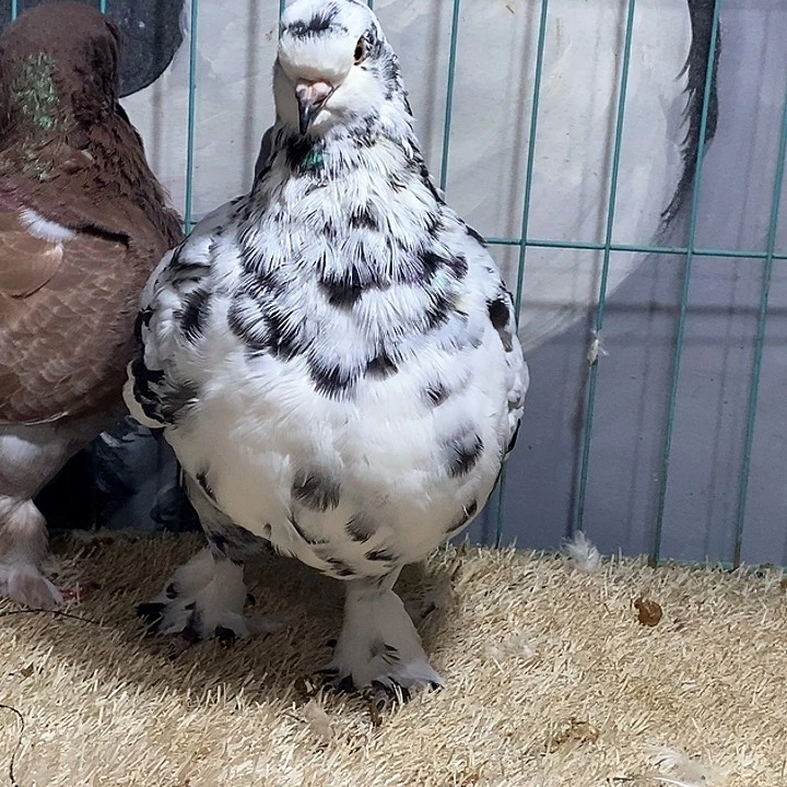 3中国大陆散装白花