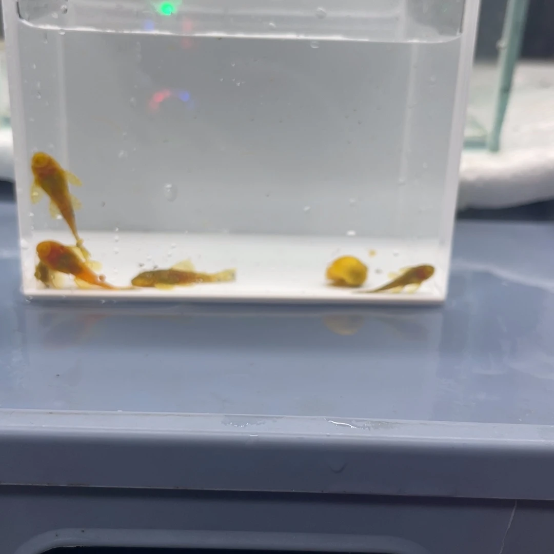 孔雀鱼刀锋5条开箱视频报损