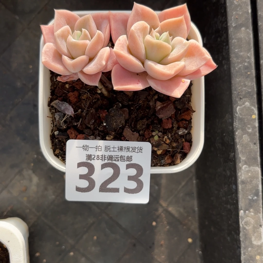 哈利沃森无盆土发货