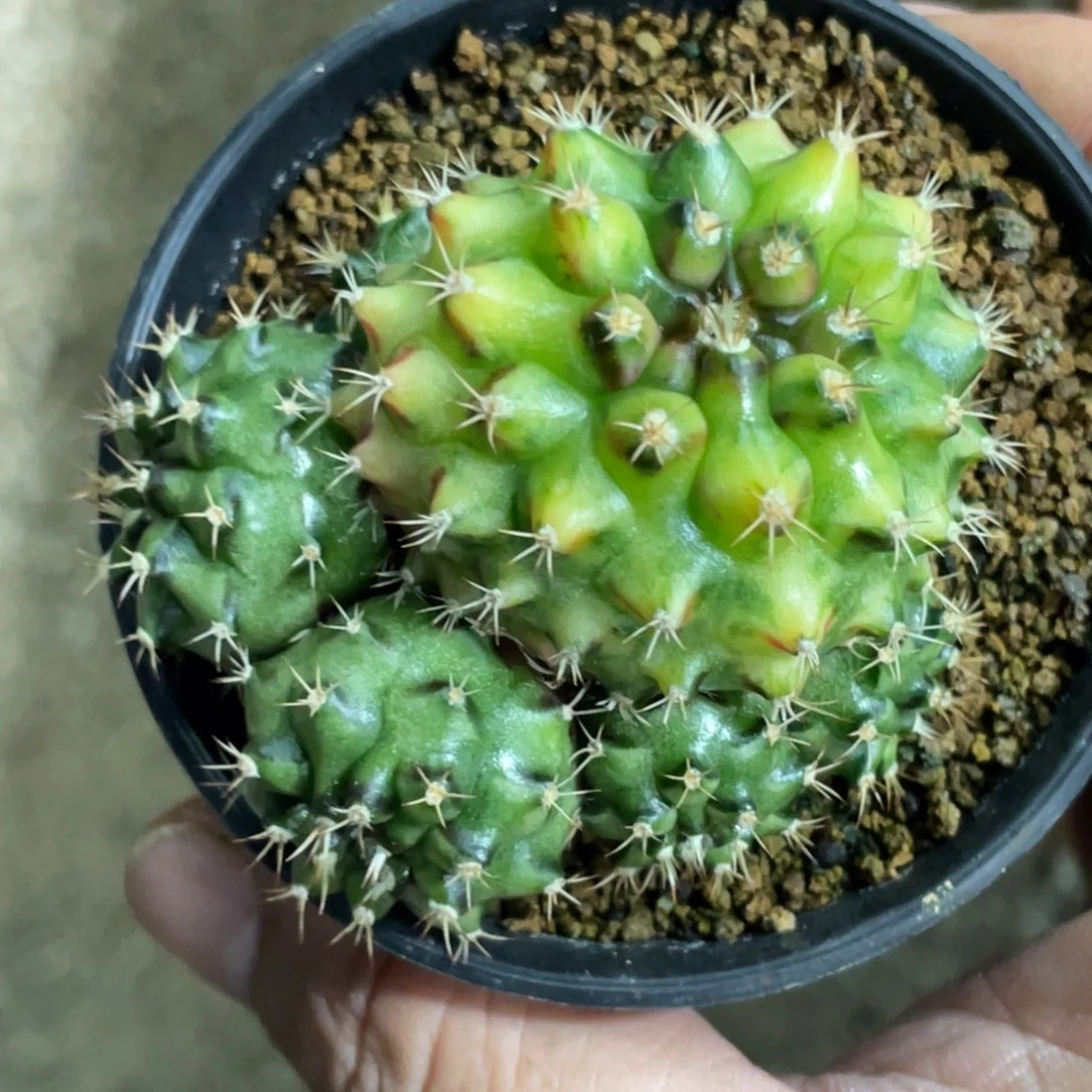 当前无花朵，栽培后可花朵群生多头拿玻璃艺术