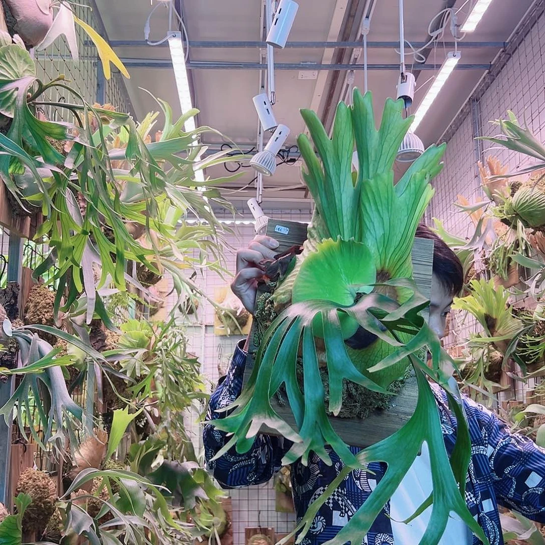 无花朵小精灵皇冠a8